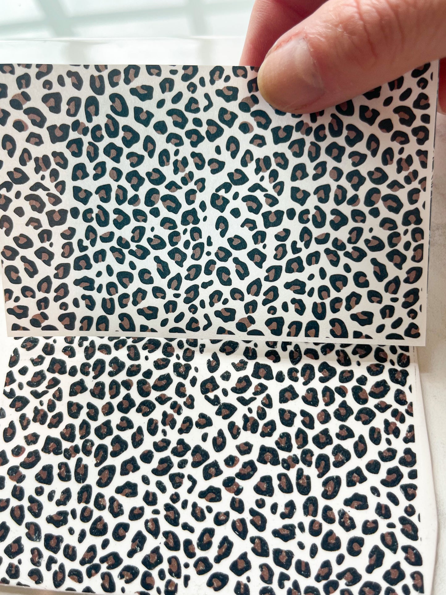Transfer 27 (Leopard)